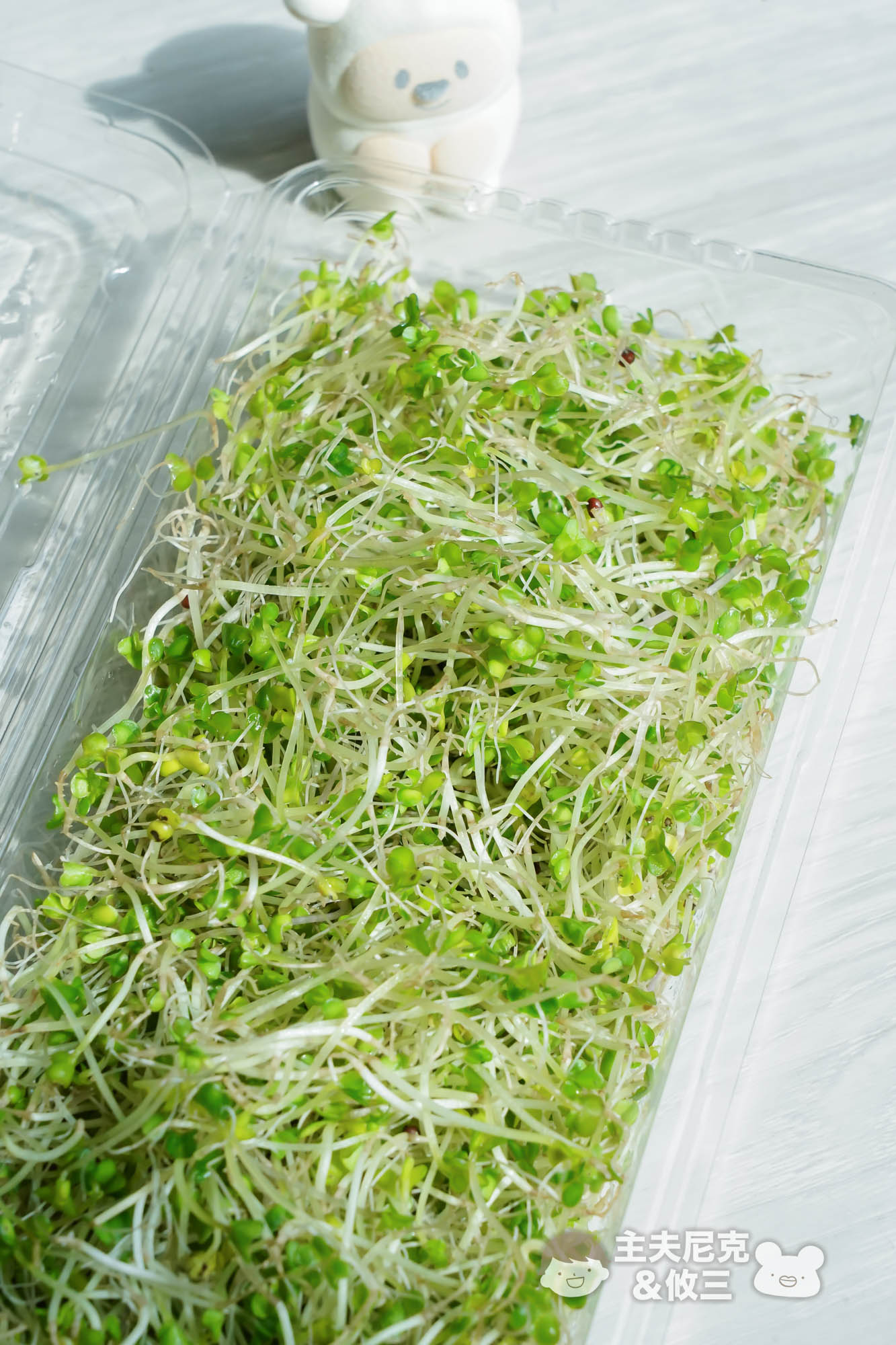 源鮮團購》6/9結團無毒生菜!超夯青花椰苗、羽衣甘藍，益生菌發酵0農藥.重金屬，沖水直接吃