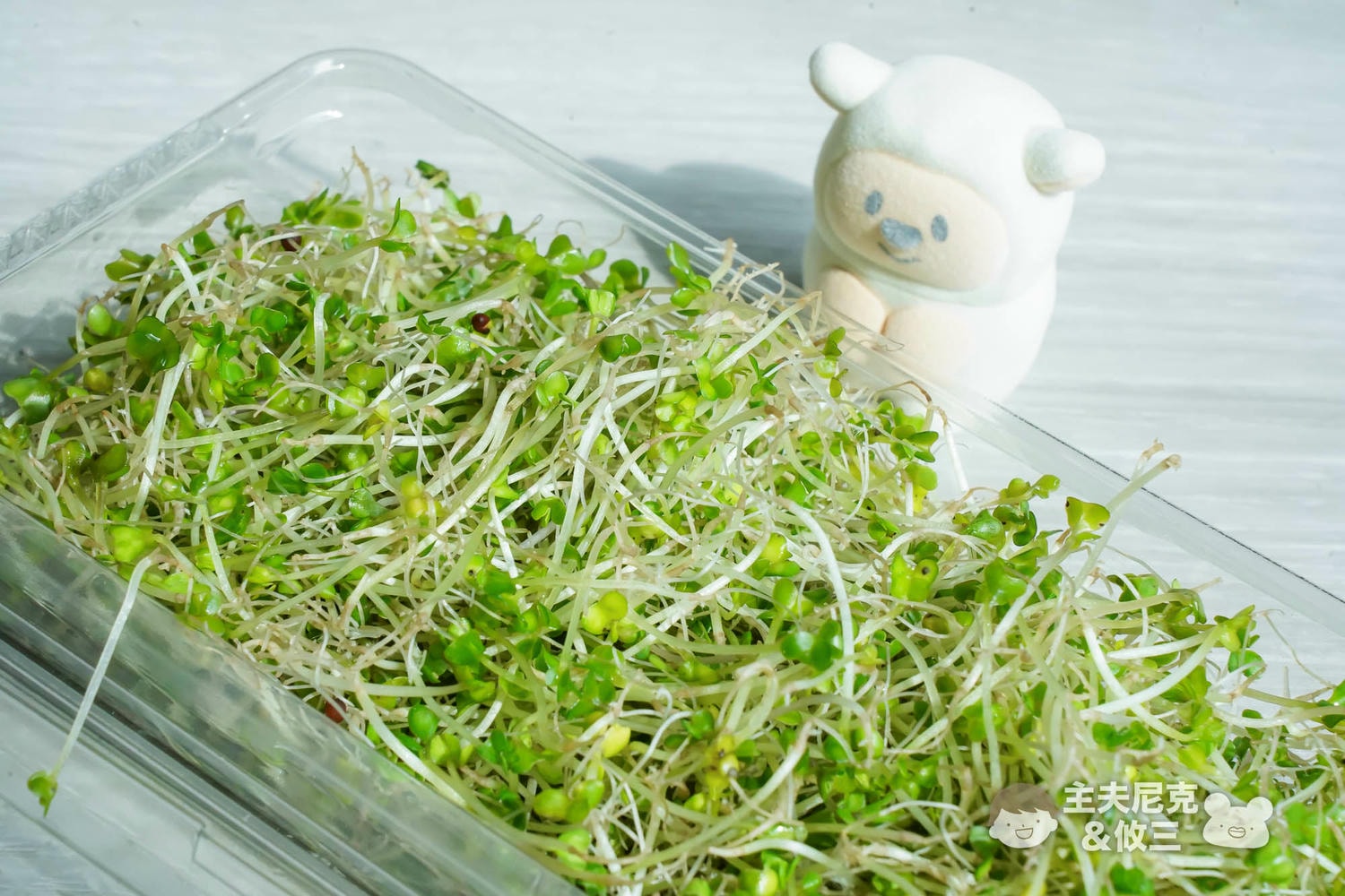 源鮮團購》6/9結團無毒生菜!超夯青花椰苗、羽衣甘藍，益生菌發酵0農藥.重金屬，沖水直接吃